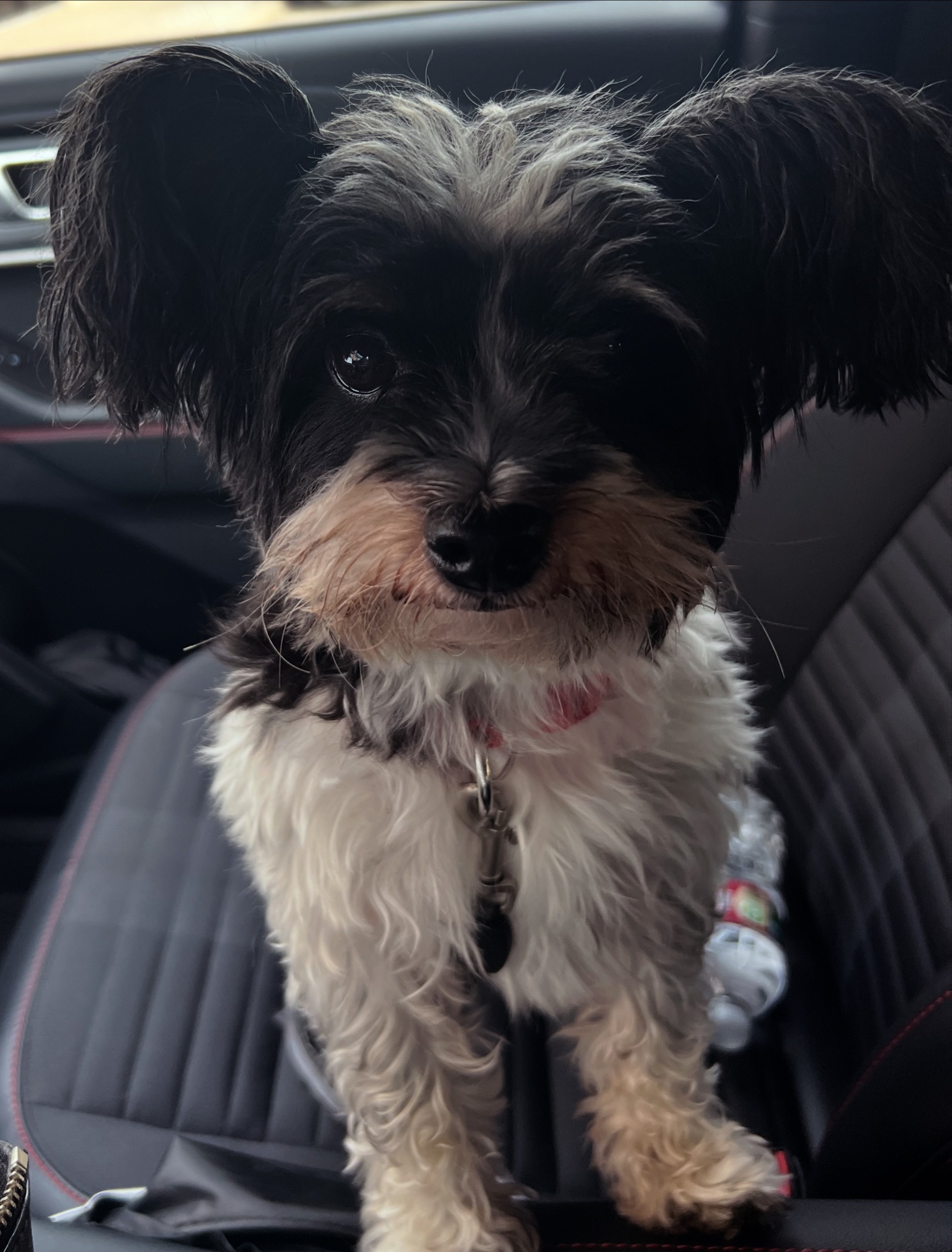 Daisy, one of Kerri's dogs